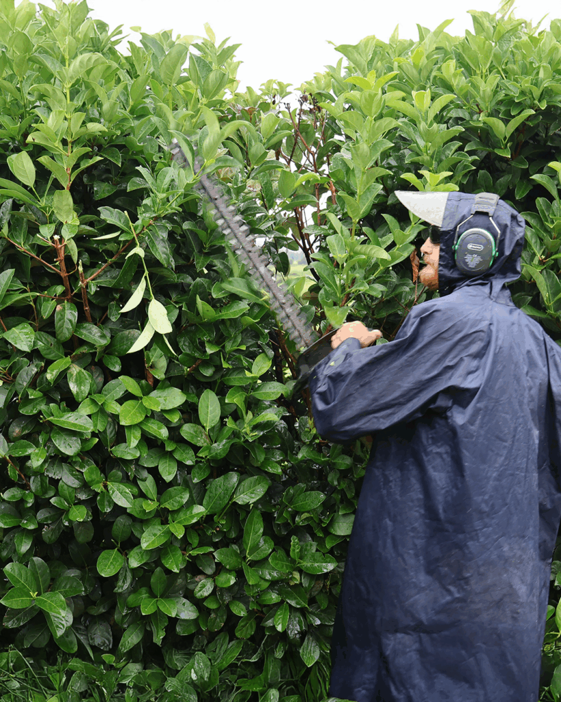 hedging