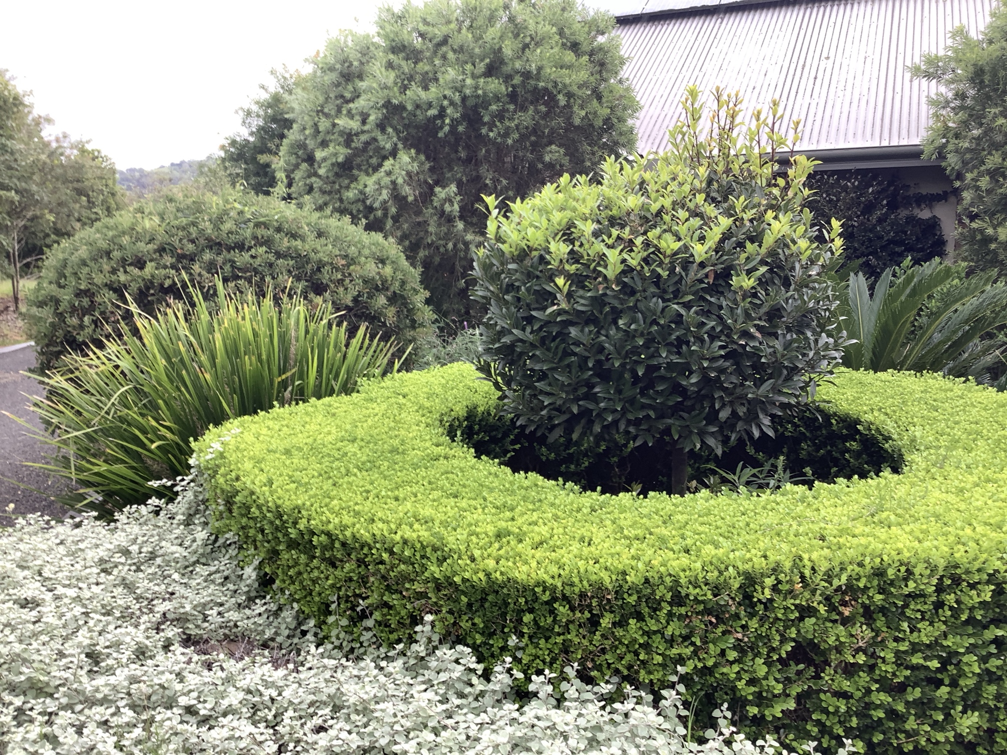 garden hedge trimmed