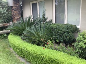nice garden