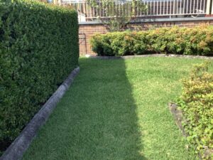 garden hedge trimmed
