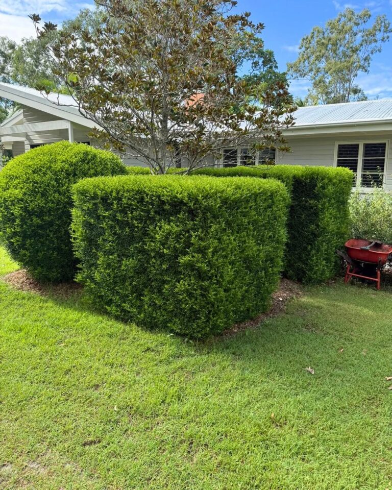 Neatly clipped hedges in front of a house