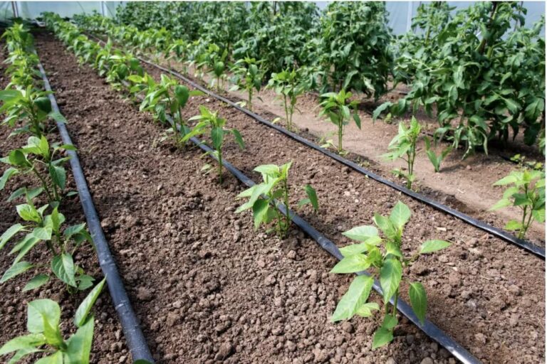 Drip irrigation lines running between rows of young plants