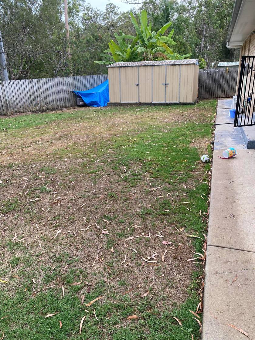 A patchy backyard lawn with bare dry areas and scattered dry leaves, with a tan garden shed, timber fence and a few toys near the path.
