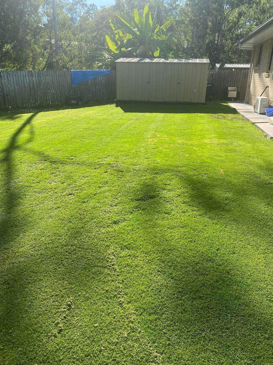 A freshly mown, even green backyard lawn with a tan garden shed and timber paling fence at the back and leafy banana plants behind.