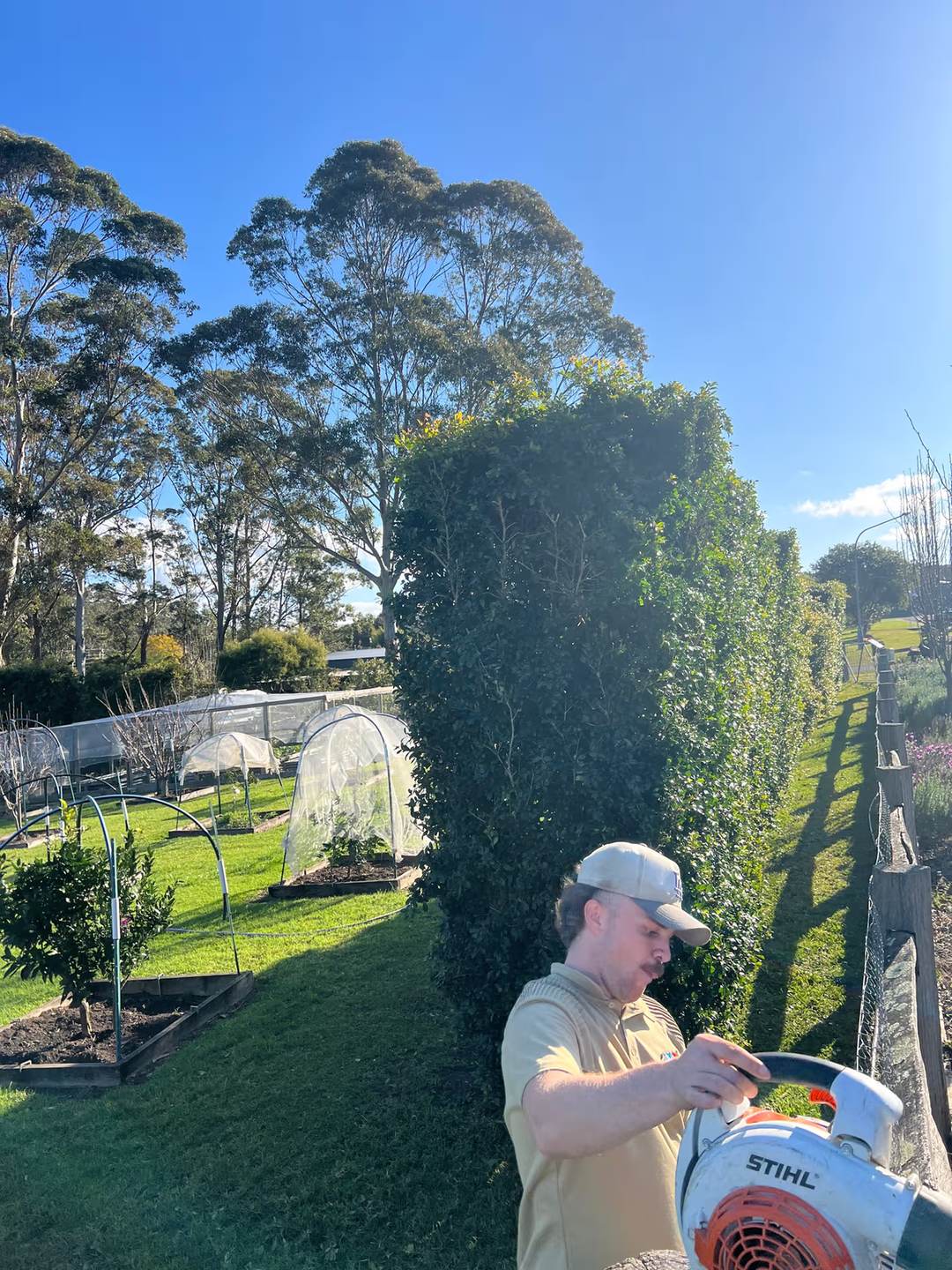 A gardener in a tan polo shirt and cap using a leaf blower beside a tall trimmed hedge in a large backyard with tall gum trees behind.