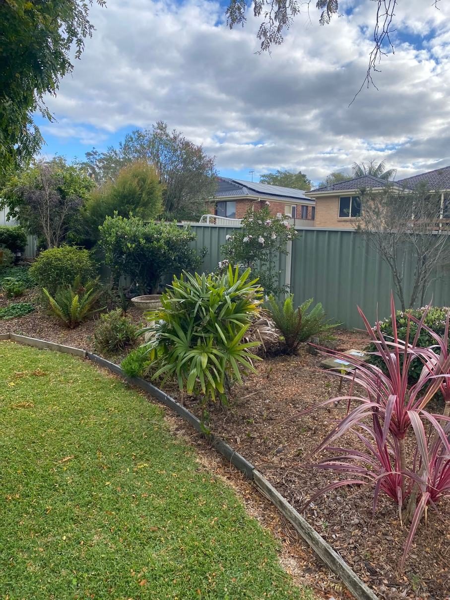 A mulched garden bed with a lady palm, ferns and a red cordyline, neatly edged from the lawn
