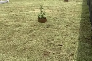 Newly laid turf across a fenced backyard, with a potted young plant on the lawn