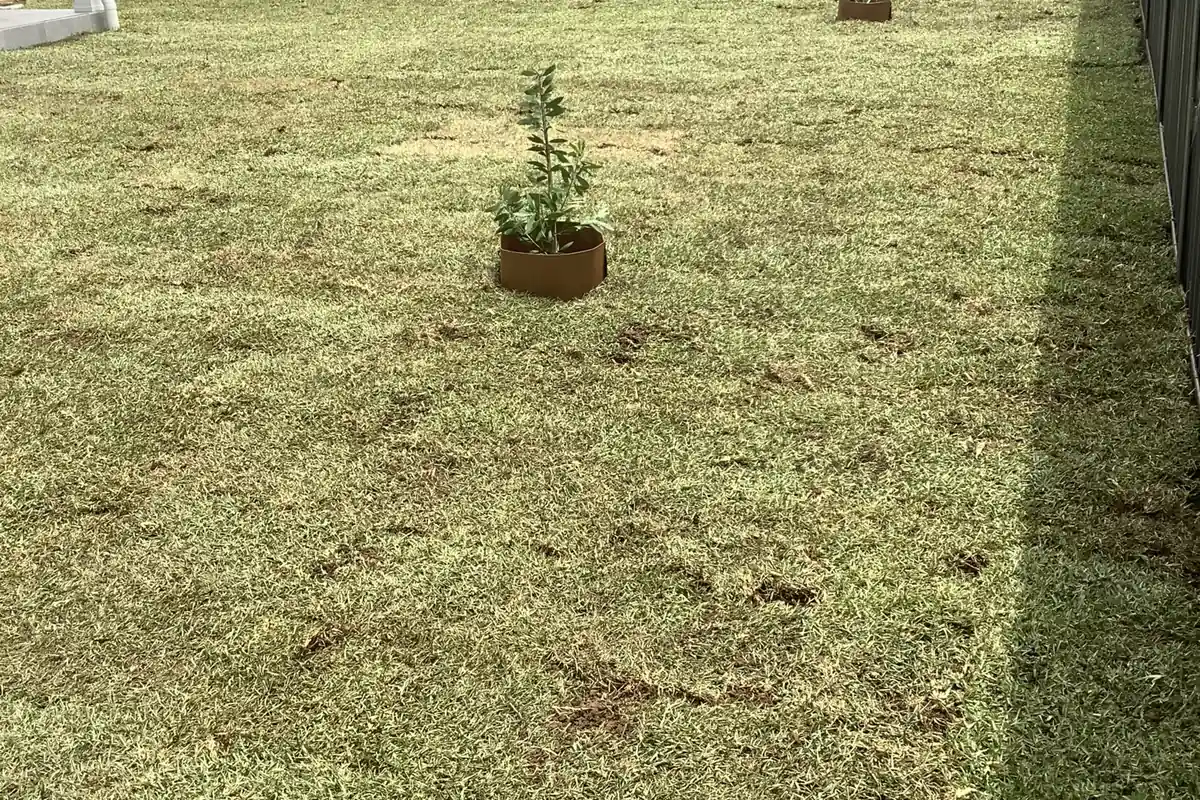 Newly laid turf across a fenced backyard, with a potted young plant on the lawn